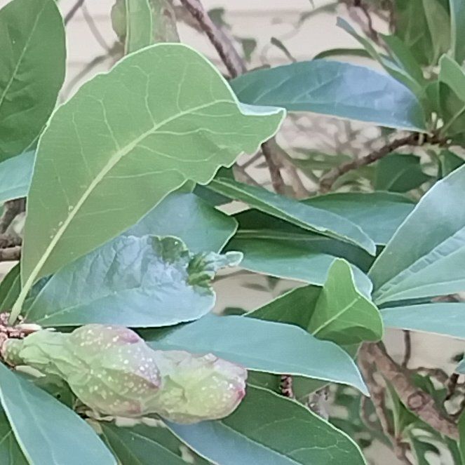 Photo of the plant species Sweetbay Magnolia by @ForgivingRimu79 named Sproutacus on Greg, the plant care app