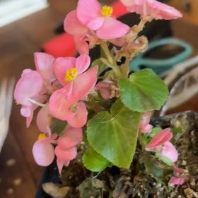 Photo of the plant species Wax Begonia by @SleekShallot57 named Shakira on Greg, the plant care app