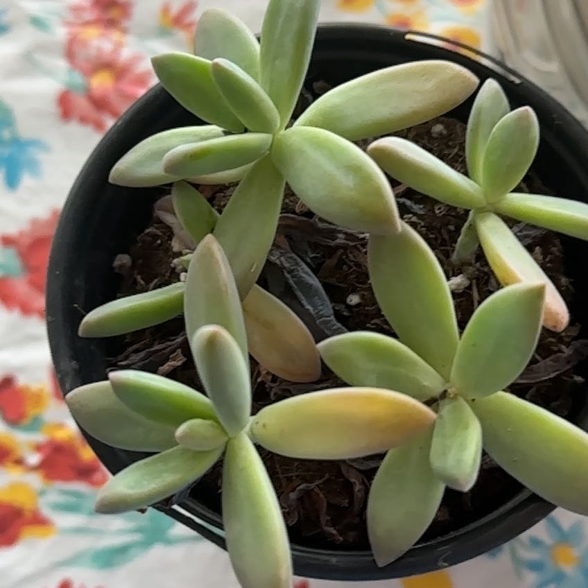 Photo of the plant species Graptoveria Blue Pearl by @SharpPackcoleus named Gaga on Greg, the plant care app