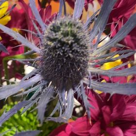 Photo of the plant species Eryngo by @WinPegaropa16 named Lavender on Greg, the plant care app