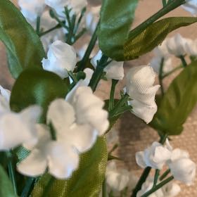 Photo of the plant species Hardy Orange by @WinPegaropa16 named Elina on Greg, the plant care app