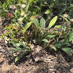 Photo of the plant species Perennial Cornflower by @GoldenRedlion named McKinley on Greg, the plant care app