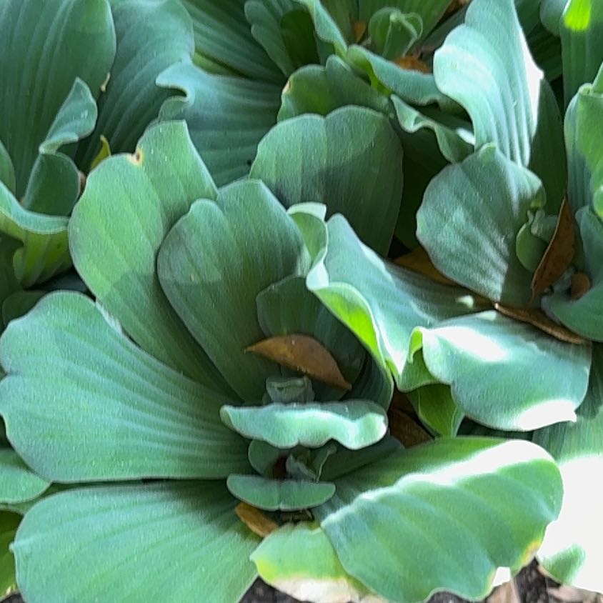 Photo of the plant species Water Lettuce by @CalmNikkofir13 named Nemo on Greg, the plant care app
