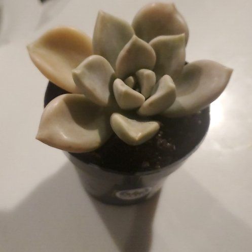 Photo of the plant species Graptopetalum Paraguayense Peach by @PatientKaraka21 named Bambietta on Greg, the plant care app