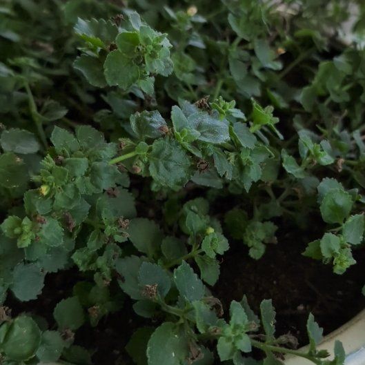 Photo of the plant species Bacopa 'Megacopa White' by @VocalNeslia94 named Fernie Saunders on Greg, the plant care app