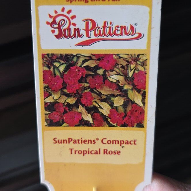 Photo of the plant species SunPatiens Compact Tropical Rose by @MatchlessFern87 named Sol on Greg, the plant care app