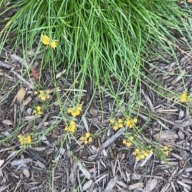 Photo of the plant species American Sneezeweed by @PolitePalqui85 named Bruce Lee on Greg, the plant care app