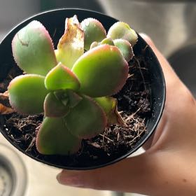 Photo of the plant species Kiwi Aeonium by @UrbaneRye36 named Elle on Greg, the plant care app