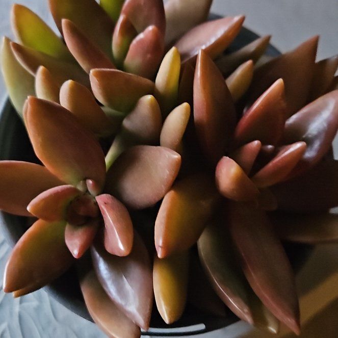 Photo of the plant species Sedum adolphi 'Sunset' by @PunchyBromeliad named Robert Plant on Greg, the plant care app