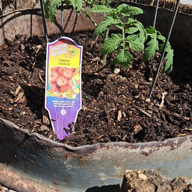 Photo of the plant species Celebrity Tomato by @PunchyBromeliad named Big Marley on Greg, the plant care app