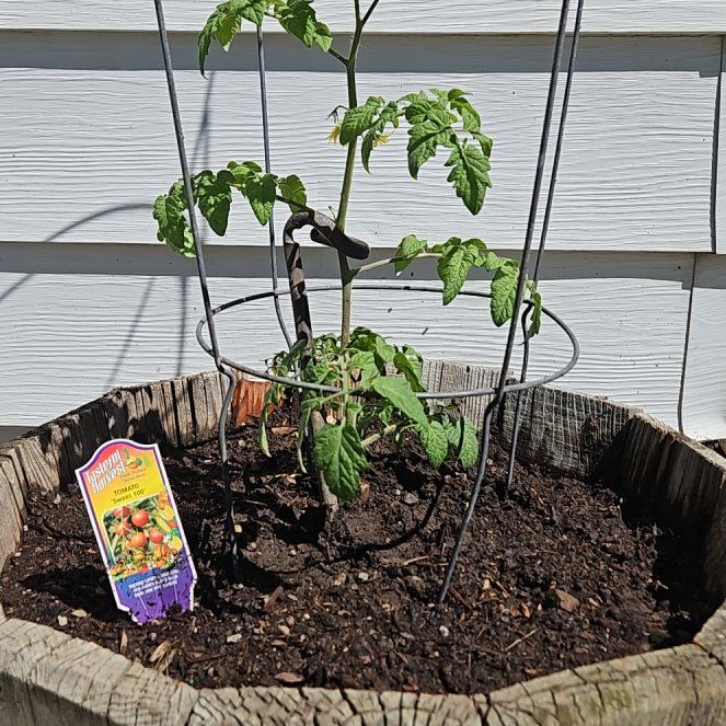 Photo of the plant species Tomato 'Sweet 100' by @PunchyBromeliad named Little Sweet on Greg, the plant care app