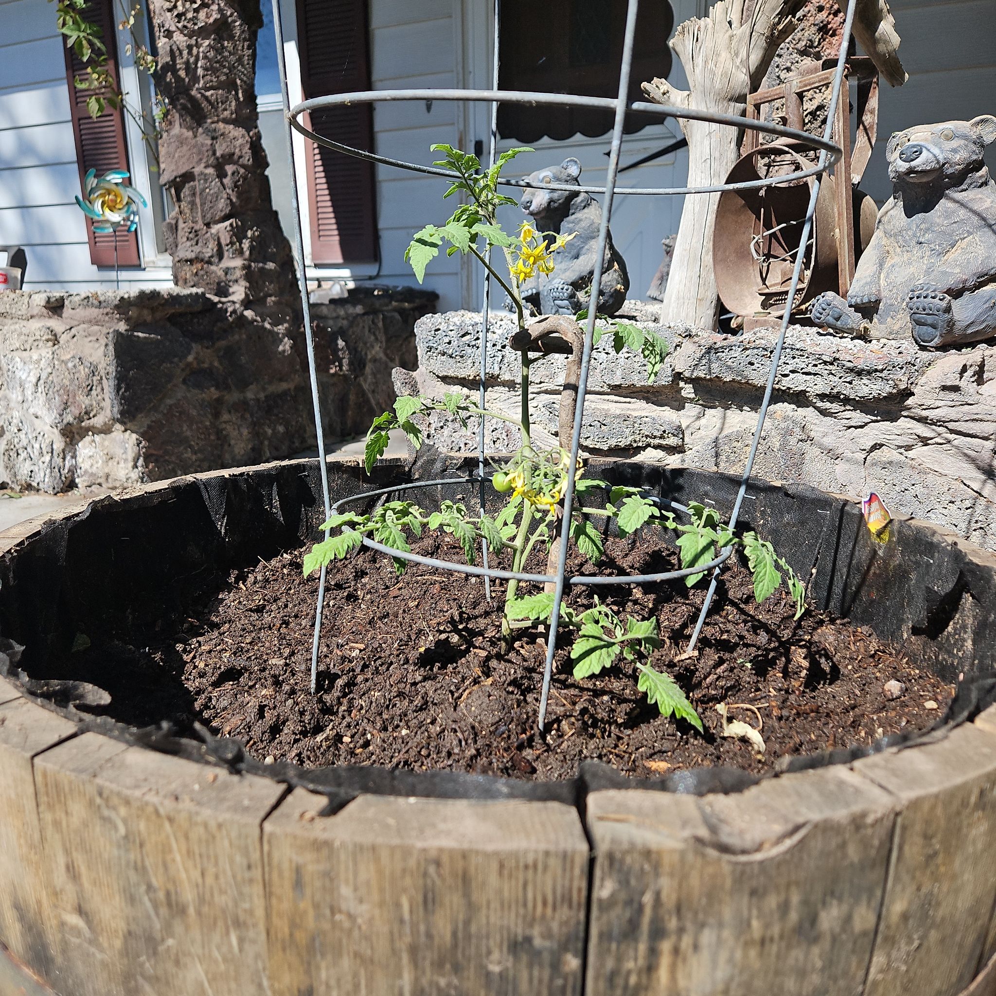 Photo of the plant species Cherry Tomato by @PunchyBromeliad named Cherry Leo on Greg, the plant care app