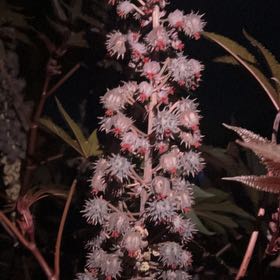 Photo of the plant species Castor Bean by @ExactBaytree94 named Einstein on Greg, the plant care app