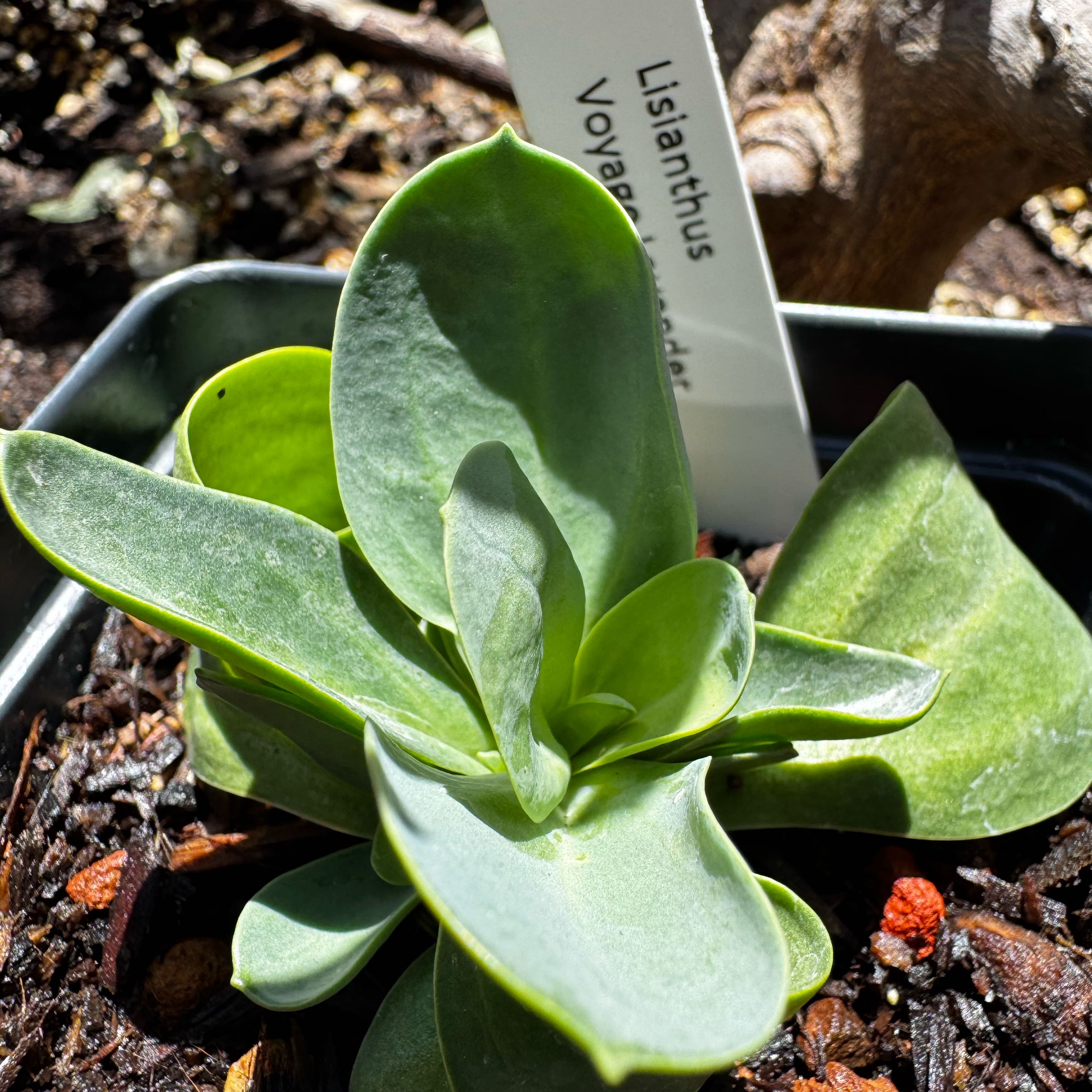 Photo of the plant species Lisianthus by @KeyOleaster19 named Pax on Greg, the plant care app
