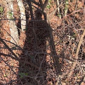 Photo of the plant species Asian Bittersweet by @VipLipandra46 named Sigmund on Greg, the plant care app