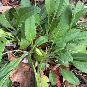 Photo of the plant species Max Chrysanthemum by @VipLipandra46 named Sherlock on Greg, the plant care app