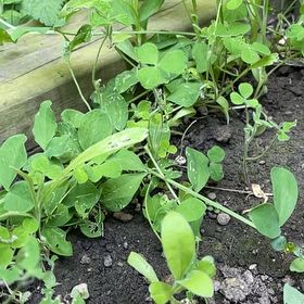 Photo of the plant species Virginia Bluebell by @AceKhakiweed10 named Madonna on Greg, the plant care app