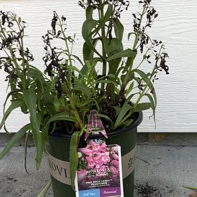 Photo of the plant species Penstemon 'Ruby' by @Haihazeflower named Gobi on Greg, the plant care app