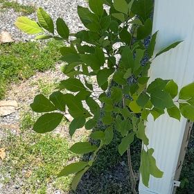 Photo of the plant species Green Ash by @ManyTozzia19 named Apollo on Greg, the plant care app
