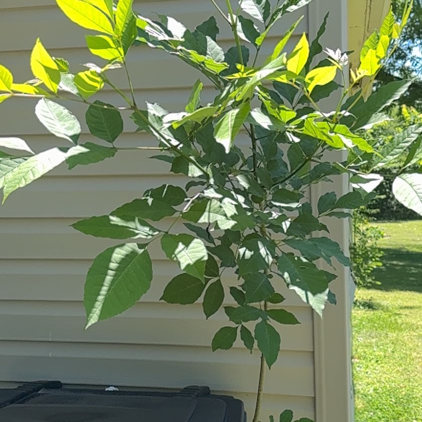 Photo of the plant species Green Ash by @ManyTozzia19 named Achilles on Greg, the plant care app