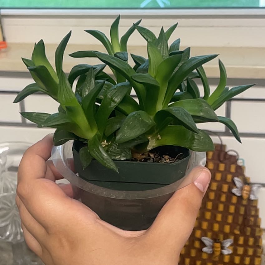 Photo of the plant species Haworthia 'Obtusa' by @HotshotMastic34 named Sproutacus on Greg, the plant care app