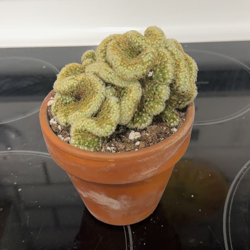 Photo of the plant species Brain Cactus by @HotshotMastic34 named Muhammad Ali on Greg, the plant care app