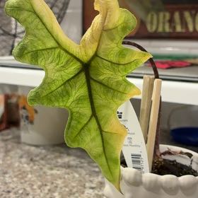 Photo of the plant species Jacklyn by @IdealNoblefir72 named LiloStitch on Greg, the plant care app