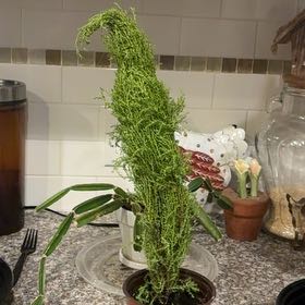 Photo of the plant species Lemon Cypress by @IdealNoblefir72 named Lemony Snicket on Greg, the plant care app