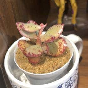 Photo of the plant species Adromischus Herrei by @HarajukuSt named Usagi on Greg, the plant care app
