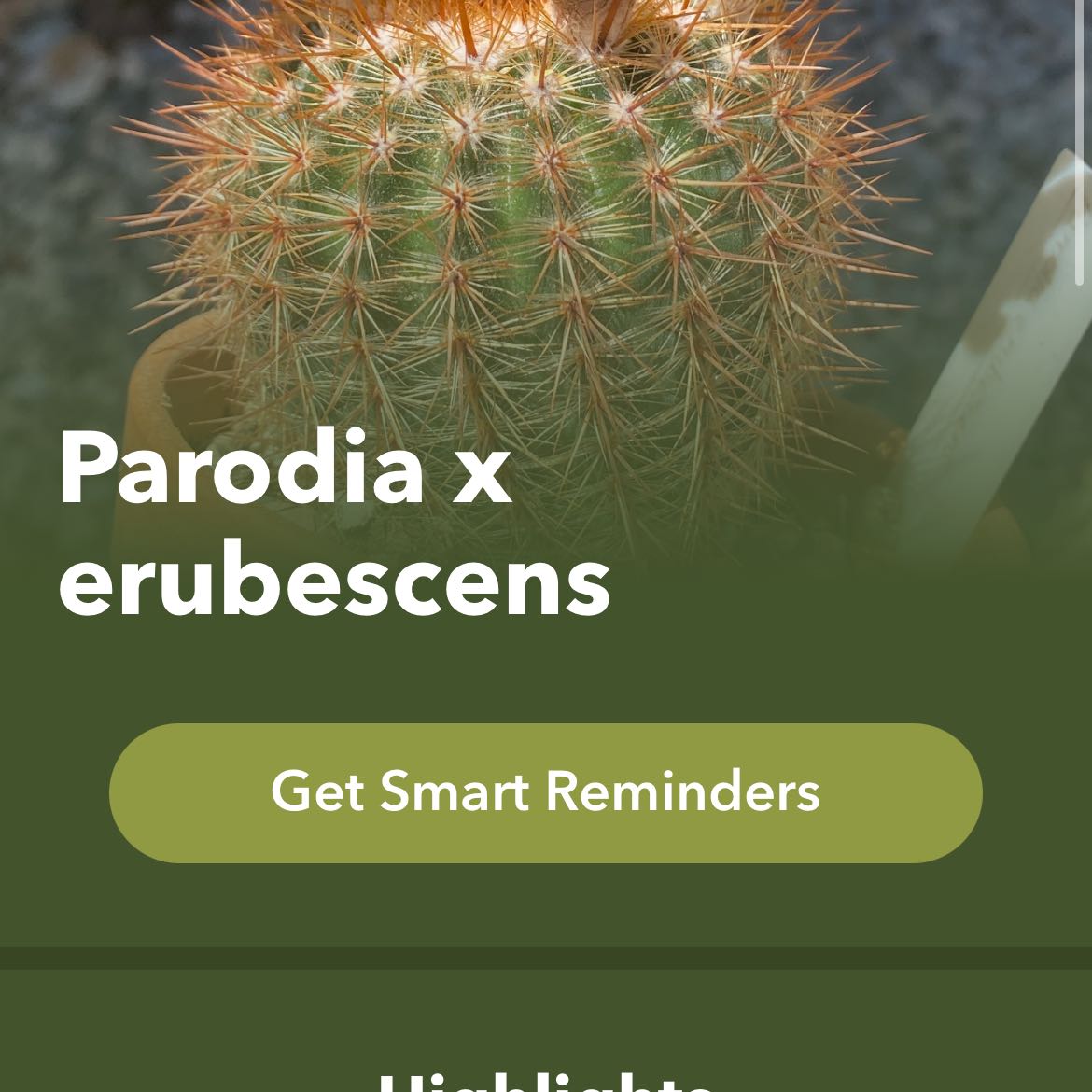 Photo of the plant species Parodia x erubescens by @ShinyVoodoolily named Athena on Greg, the plant care app