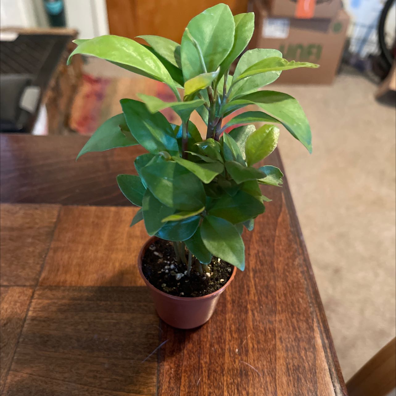 A small potted Shoebutton plant with green leaves on a wooden surface.