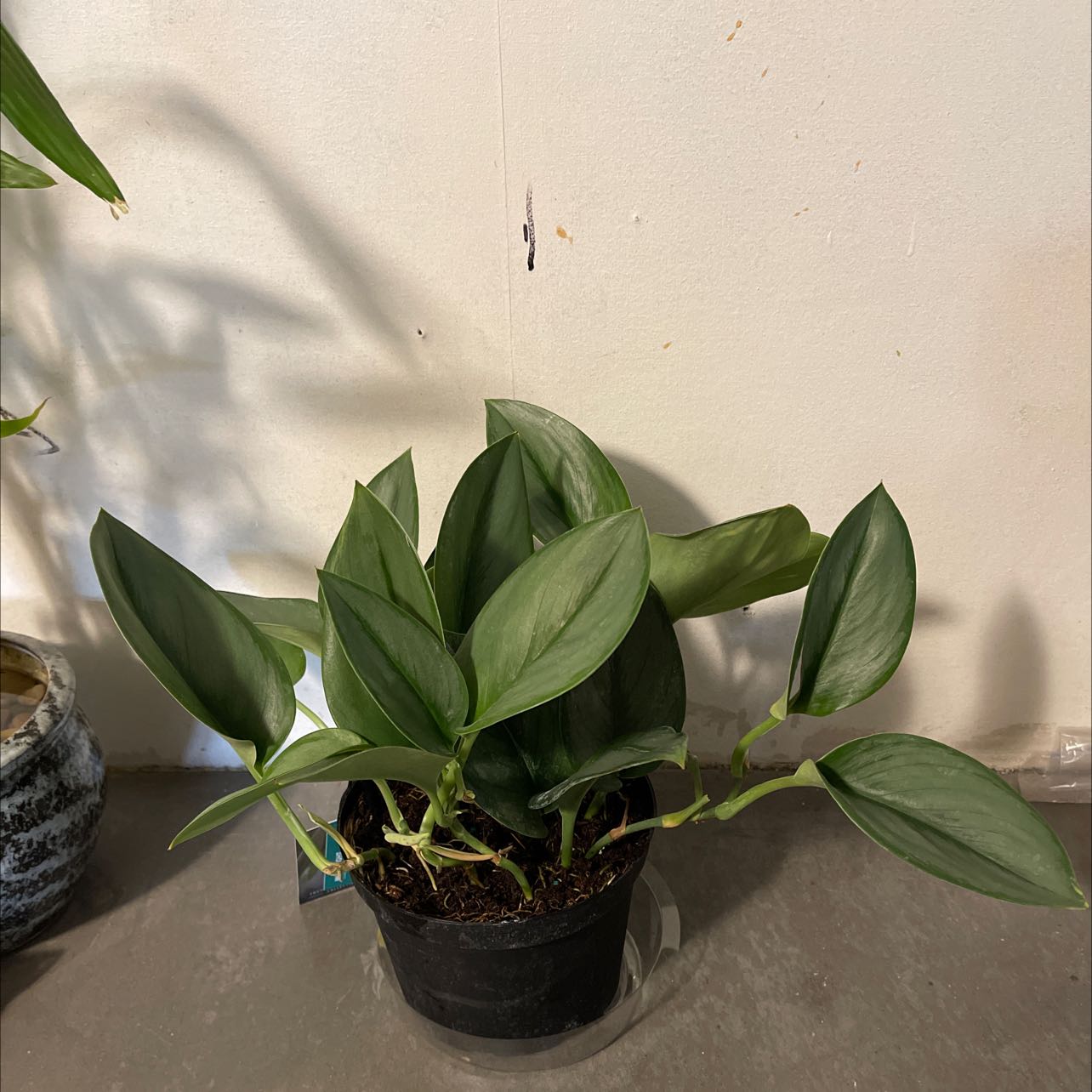 Potted Scindapsus treubii 'Moonlight' plant with healthy green leaves.