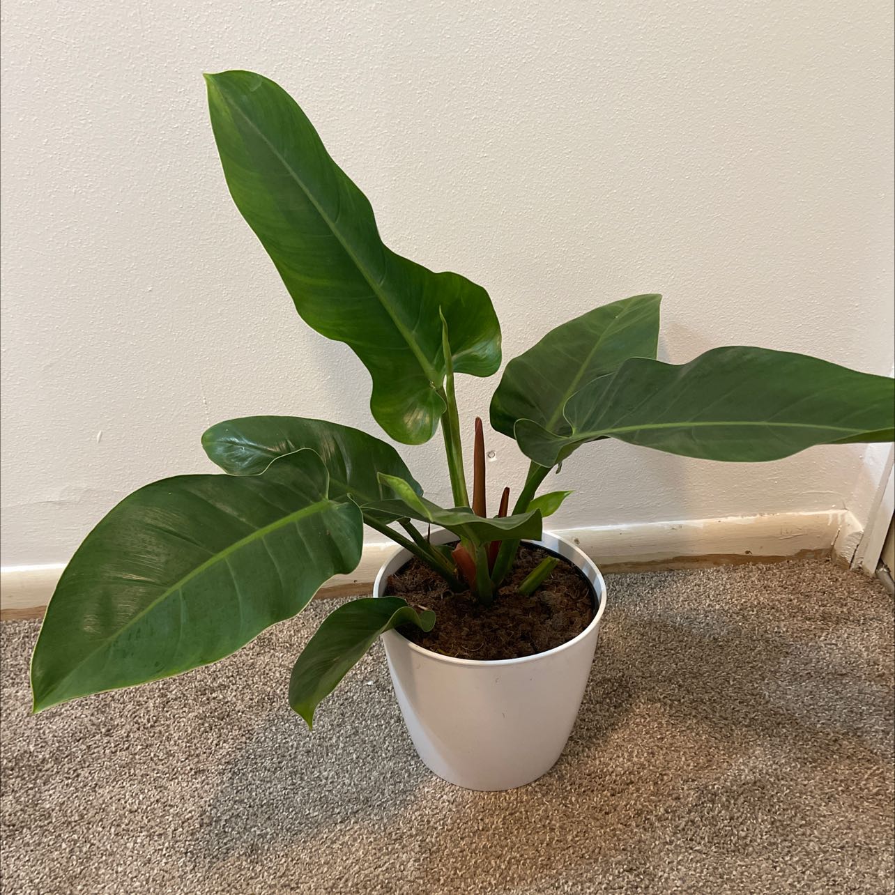 Philodendron 'Imperial Green' plant in a white pot on a carpeted floor.
