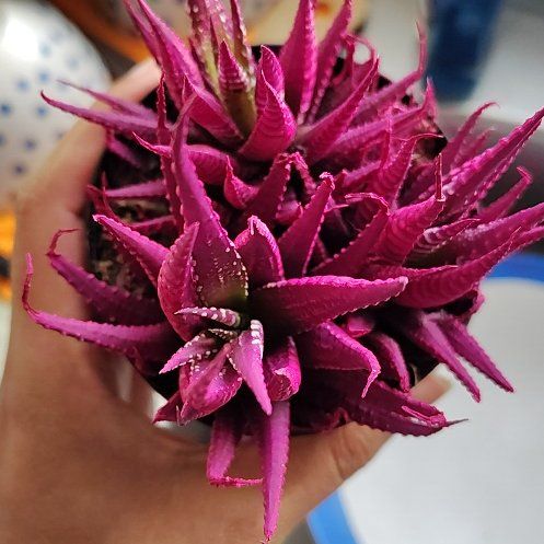 Photo of the plant species Kosmik Kaktus-a Asst by @OptimalGuasca98 named Kesha on Greg, the plant care app