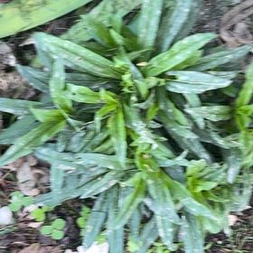 Photo of the plant species Peach-Leaved Bellflower by @SageHopsage61 named Prince on Greg, the plant care app