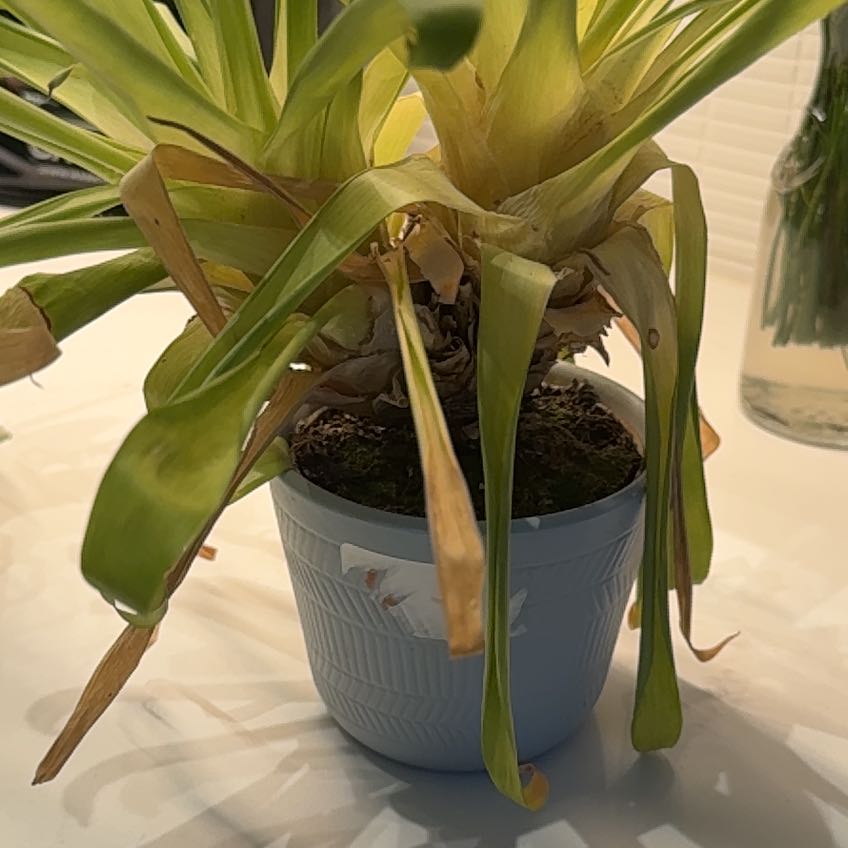 Plant care for Aechmea fasciata 'Primera' on Greg, the plant care app