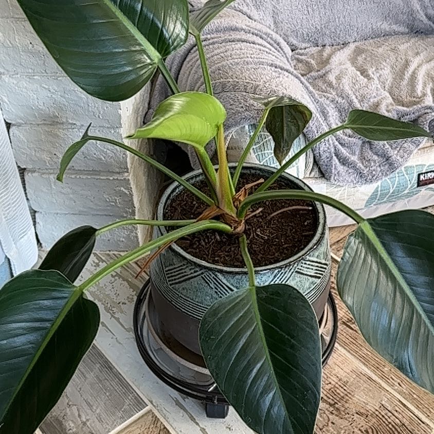 Photo of the plant species Congo Green Philodendron by @GrowingInSedona named Willow on Greg, the plant care app