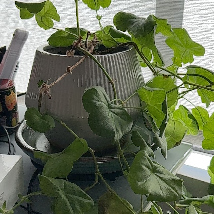 Photo of the plant species Ivy Leaf Geranium by @GrowingInSedona named Cleopatra on Greg, the plant care app