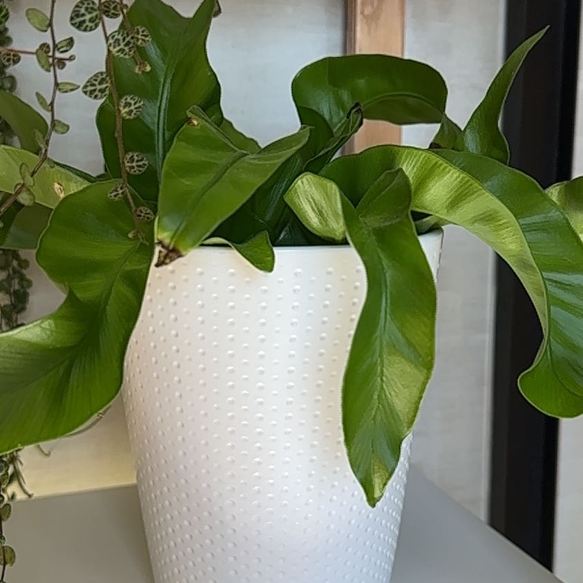 Photo of the plant species Japanese Bird's Nest Fern by @GrowingInSedona named Osmo on Greg, the plant care app