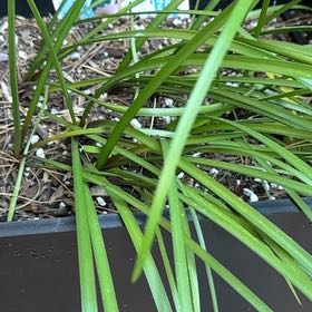 Photo of the plant species Pink Rain Lily by @GrowingInSedona named Hemingway on Greg, the plant care app