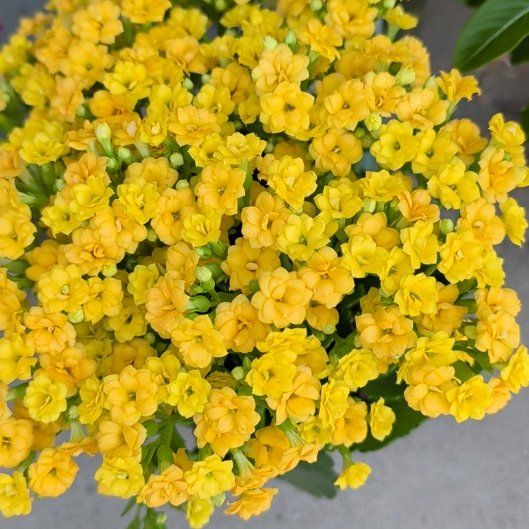 Photo of the plant species Basket of Gold by @BrightMaypop32 named Stella on Greg, the plant care app