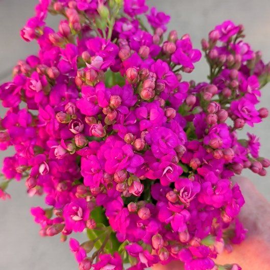 Photo of the plant species Slender Vervain by @BrightMaypop32 named Terra on Greg, the plant care app