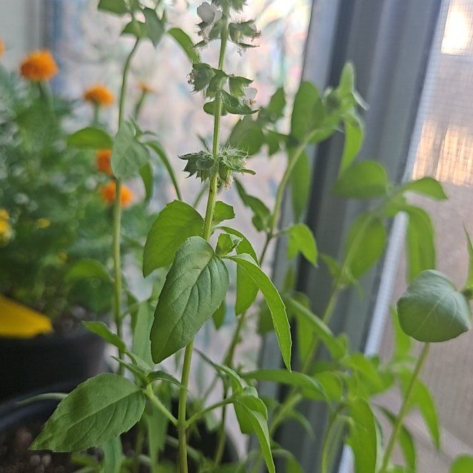 Photo of the plant species Lime Basil by @Carebearkiller named Lime Basil on Greg, the plant care app