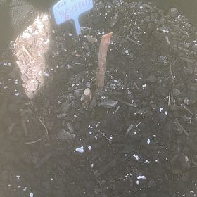 Photo of the plant species Fall Gold Raspberry by @PiquantHoya98 named Aria on Greg, the plant care app