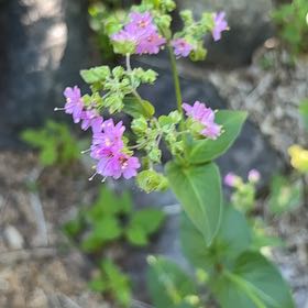 Photo of the plant species Wild Four O'Clock by @DarlingMikimiki named Daphne on Greg, the plant care app