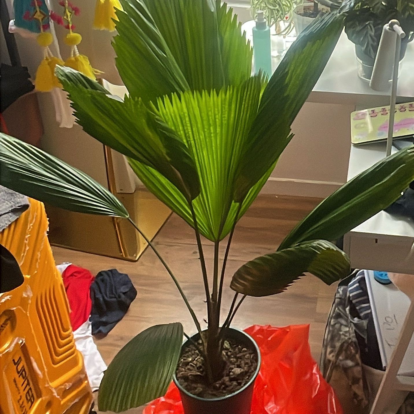 Photo of the plant species Ruffled Fan Palm by @GourmetFantasy named Bodhi on Greg, the plant care app