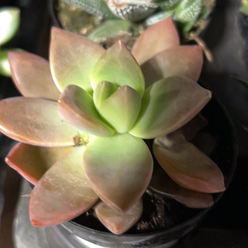 Photo of the plant species California Sunset by @26redTread named Delilah on Greg, the plant care app