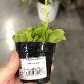 Photo of the plant species Prayer Pepper by @26redTread named Gregarious on Greg, the plant care app