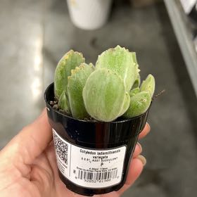 Photo of the plant species Cotyledon ladismithiensis 'Variegata' by @26redTread named Treeyoncé on Greg, the plant care app