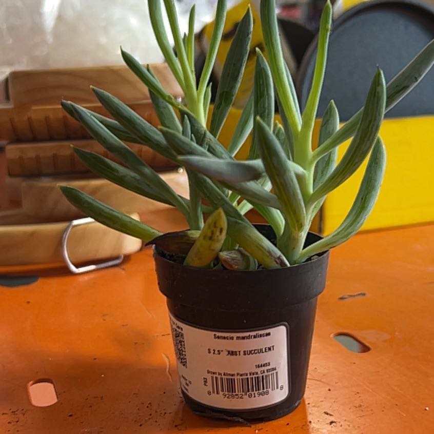 Photo of the plant species Senecio Mandraliscae by @26redTread named Mollie on Greg, the plant care app